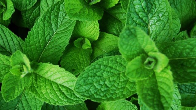 menta beneficios