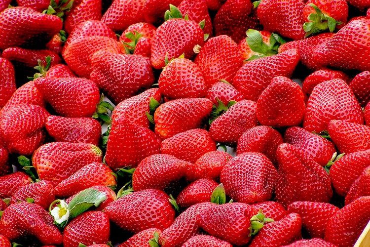 Morango fruta: 31 benefícios, informação nutricional e malefícios