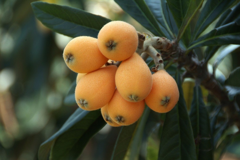 Nêspera fruta: 40 benefícios e informação nutricional 