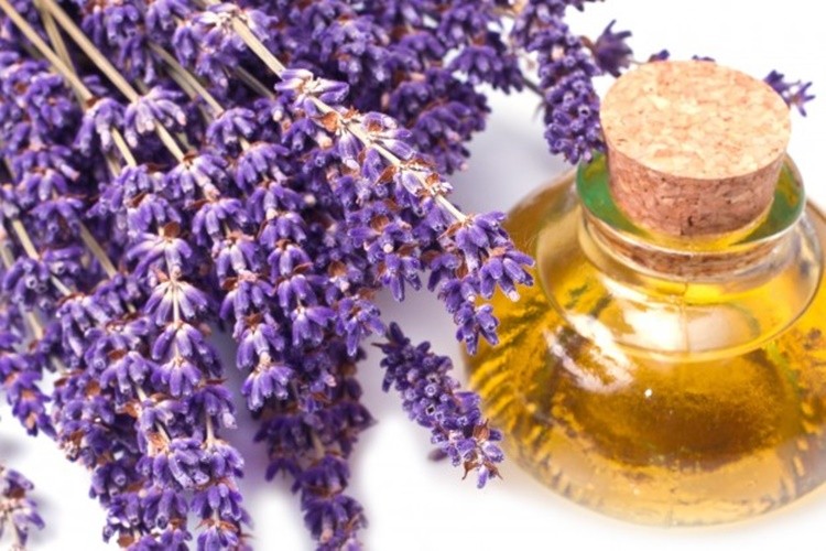 Óleo de Lavanda para que serve? como tomar, benefícios e malefícios