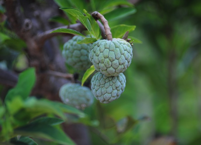 Fruta do Conde: 40 benefícios, informação nutricional e malefícios