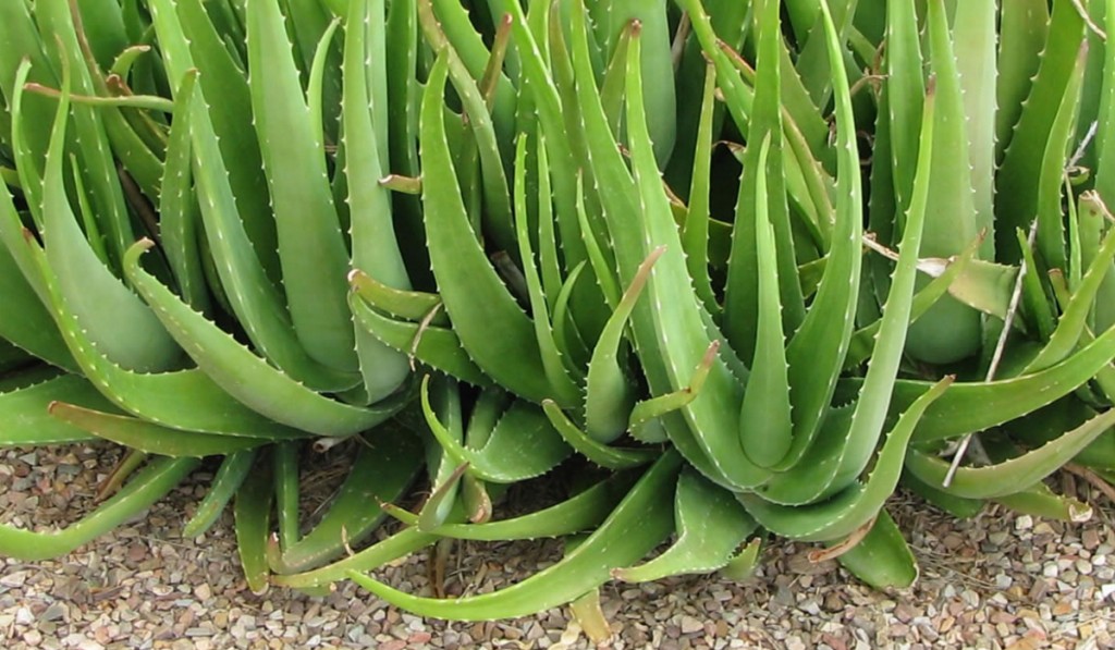 Aloe Vera: 40 benefícios, informação nutricional e malefícios