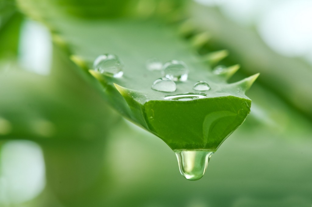 Aloe Vera: 40 benefícios, informação nutricional e malefícios