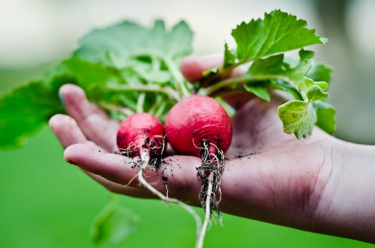 Rabanete: 40 benefícios, informação nutricional e malefícios