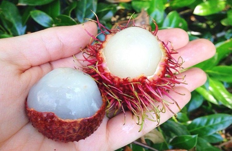 Rambutan fruta: 40 benefícios, informação nutricional e malefícios