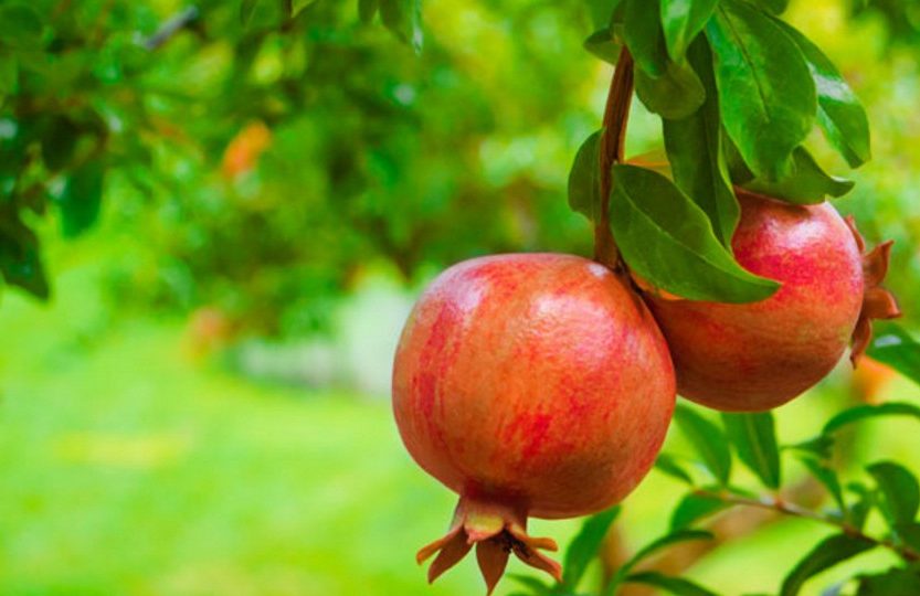 Romã fruta: 40 benefícios e informação nutricional 