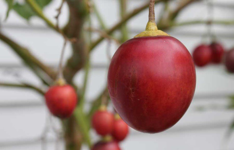 Tamarillo fruta: 25 benefícios e informação nutricional