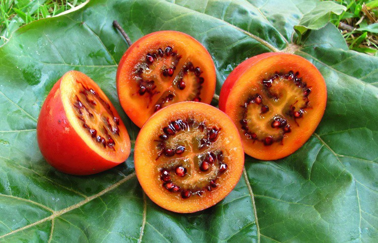 tamarillo