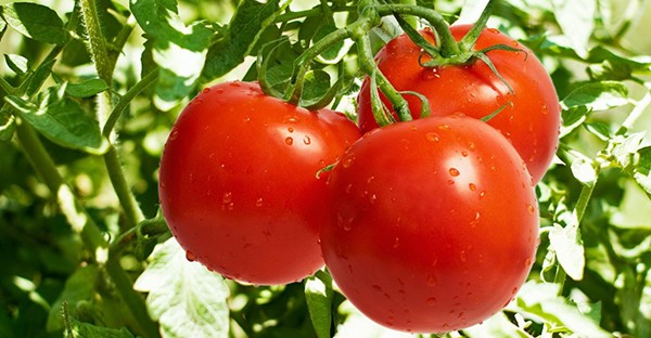 Tomate: 40 benefícios, informação nutricional e malefícios