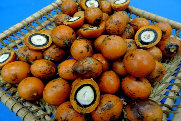 Tucum fruta: 25 benefícios e informação nutricional 