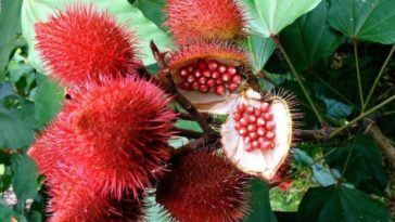 urucum