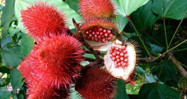 urucum