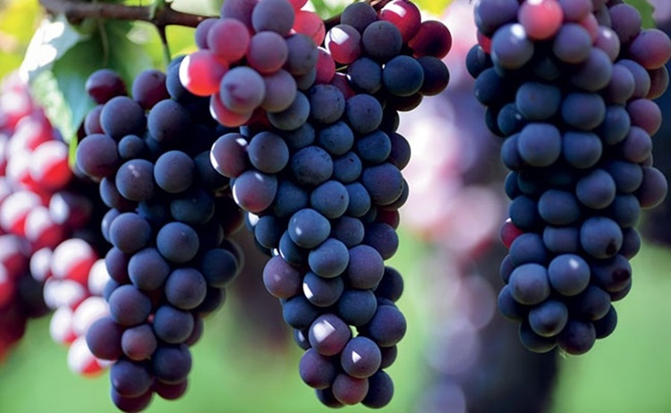 Uva fruta: 42 benefícios, informação nutricional e malefícios