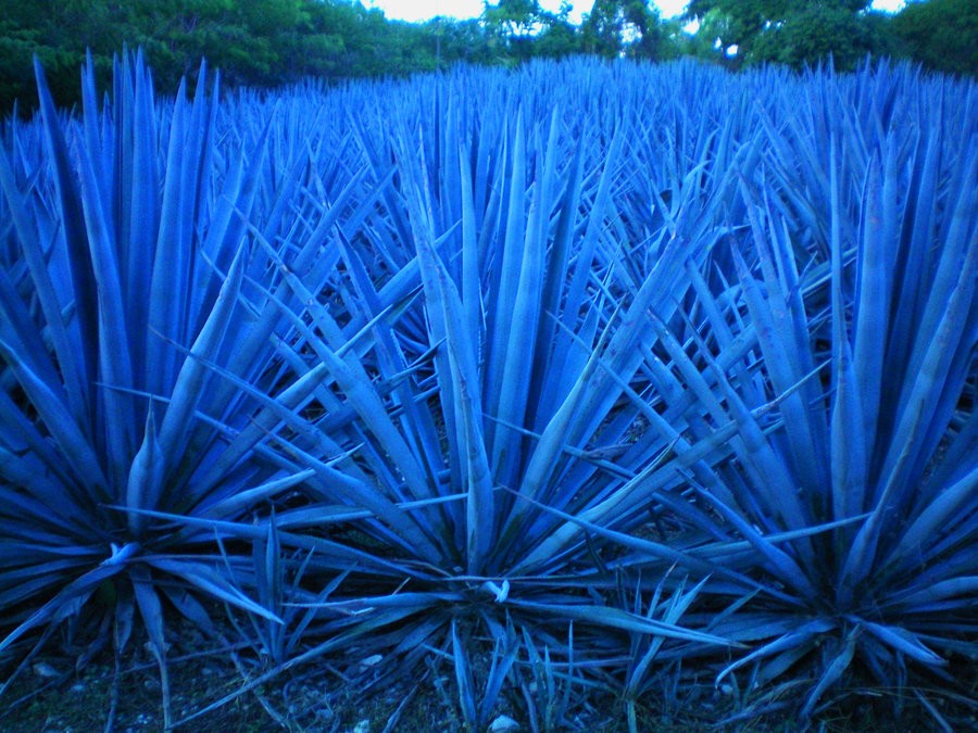 Agave-Azul é bom para quê? para que serve, benefícios e malefícios