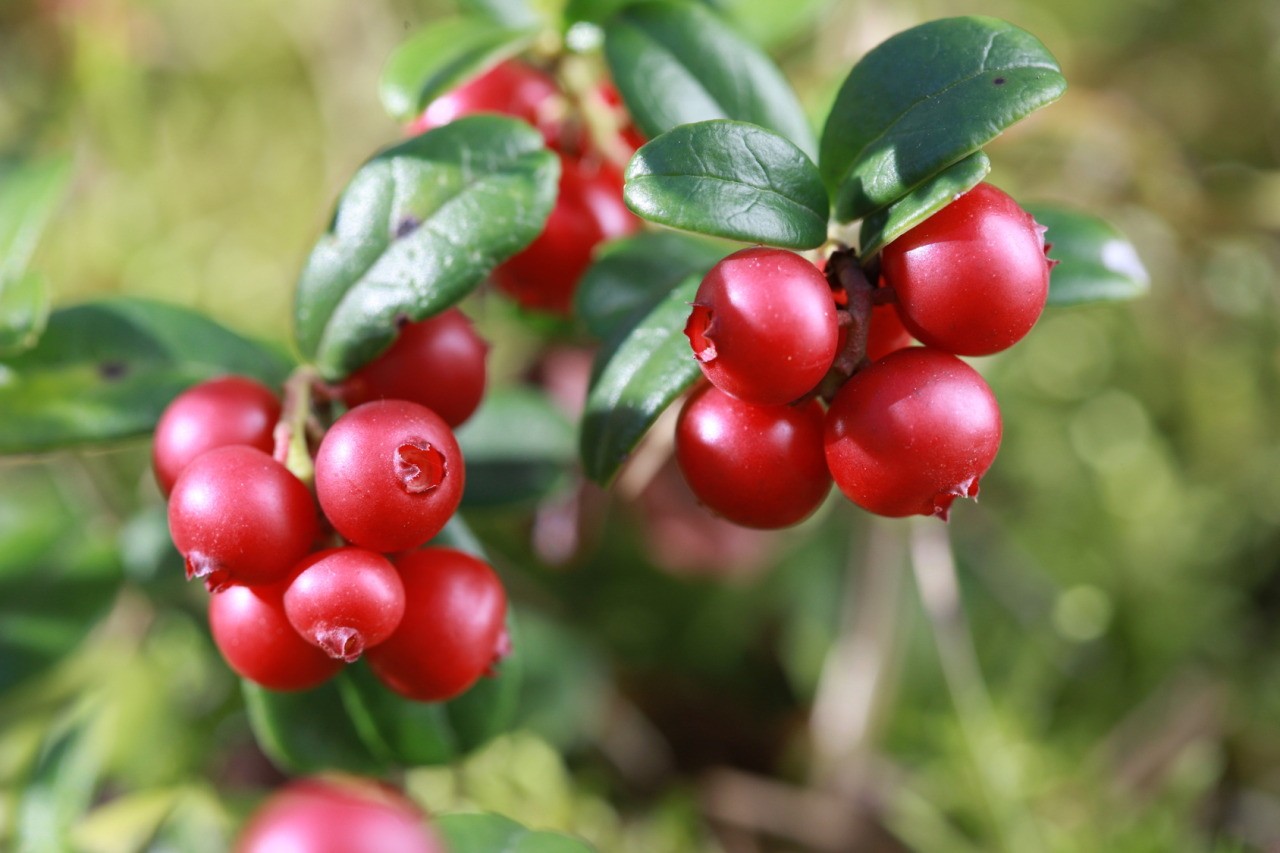 Arando Vermelho é bom para quê? para que serve, benefícios e malefícios