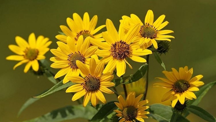 Arnica Montana