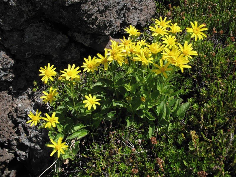 Arnica é bom para quê? para que serve, benefícios e malefícios