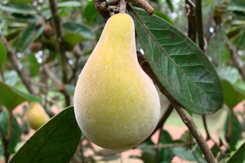 Pera-do-Campo fruta: Origem, Benefícios e Malefícios