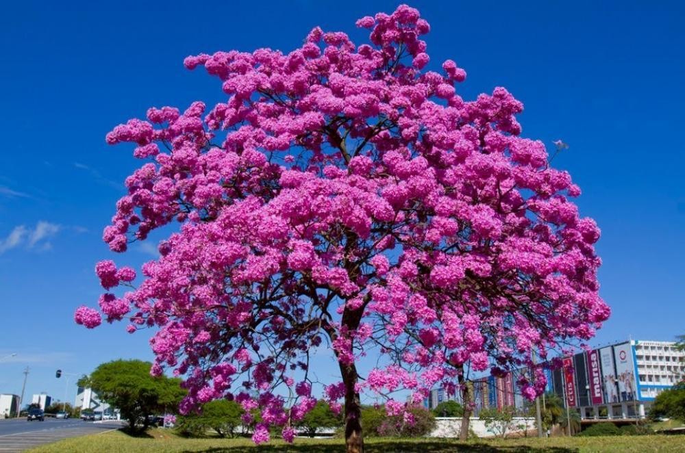 Benefício do Ipê Roxo