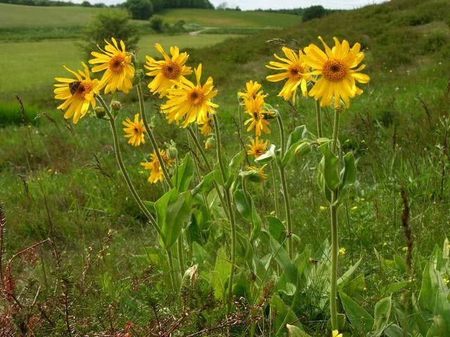 Benefícios da Arnica