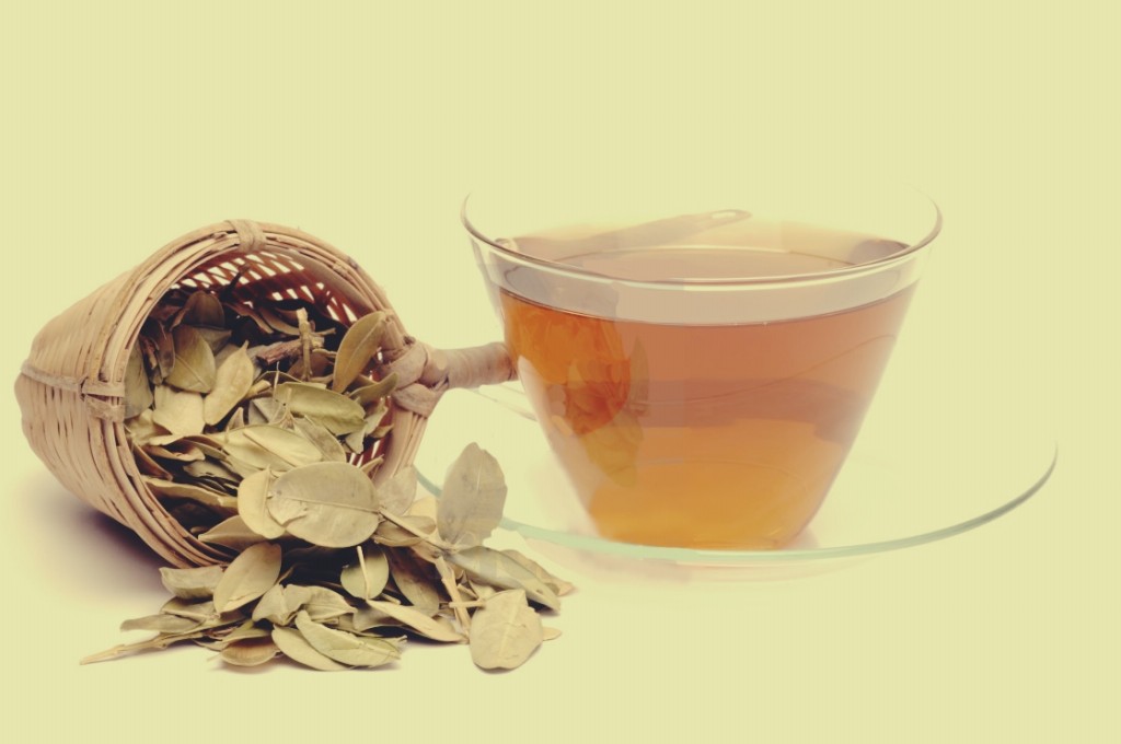 Chá de Buxo é bom para quê? para que serve, benefícios e malefícios
