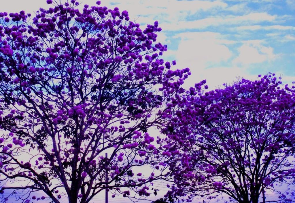 Benefícios do Ipê Roxo