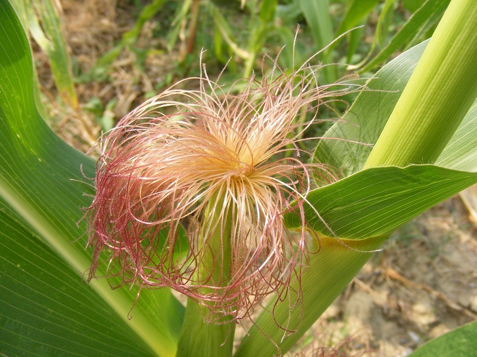 Benefícios do Cabelo de Milho