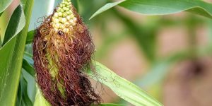 Cabelo de Milho Benefícios