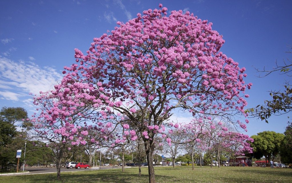 Chá de Ipê Preto