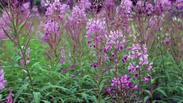 O Epilóbio é Uma Planta Herbácea De Altura Humana Altíssima, Por