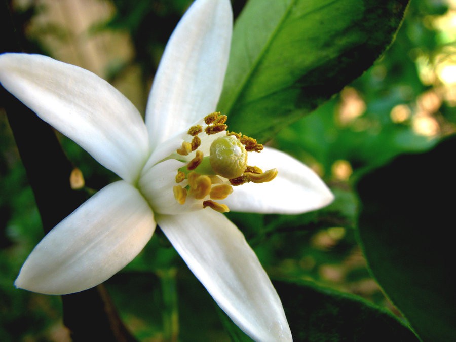 Flor de Laranjeira