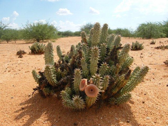 Hoodia Gordonii é bom para quê? para que serve, benefícios e malefícios