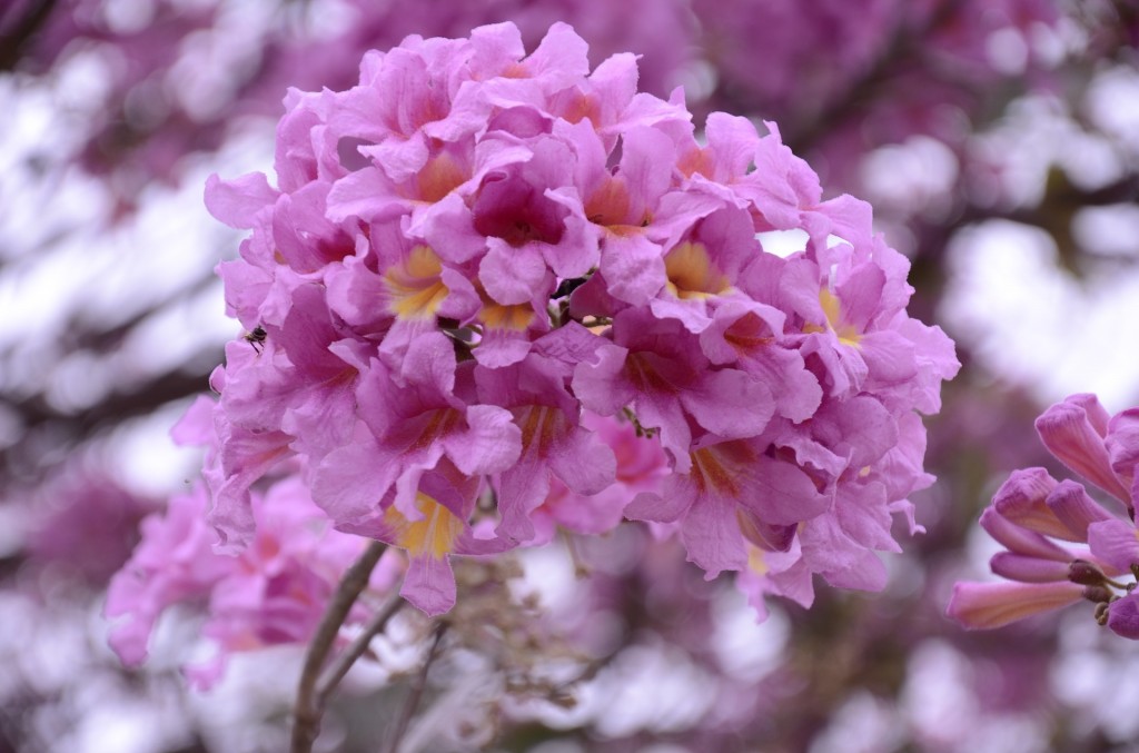 Ipê Roxo