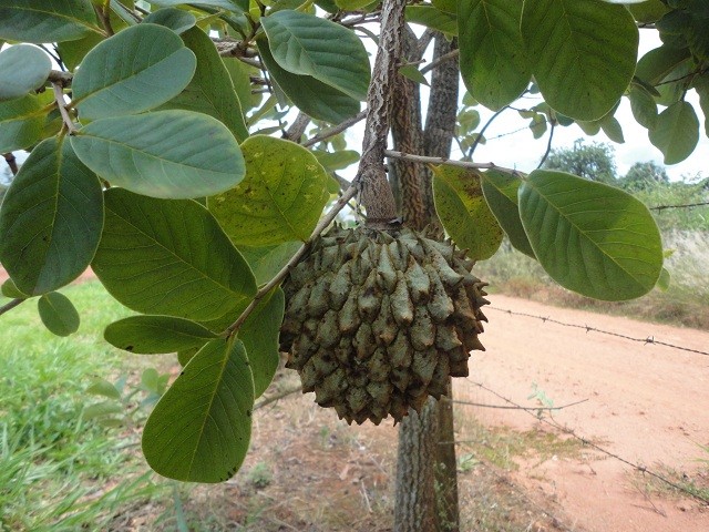 Marolo fruta: 12 benefícios, informação nutricional e malefícios