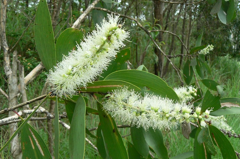 Melaleuca: origem, como usar, benefícios e malefícios