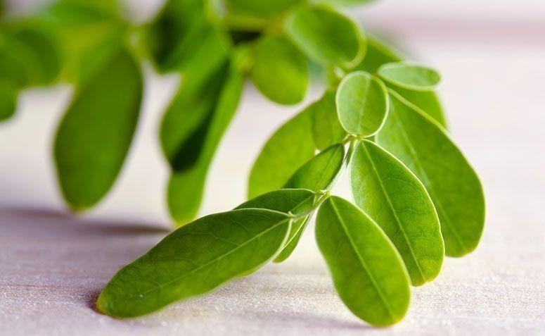 Moringa: 30 Benefícios, Informação nutricional, e malefícios