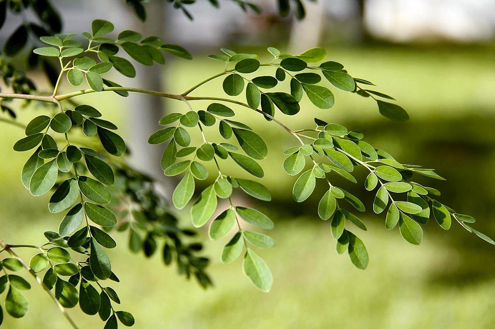 moringa oleifera: 15 Benefícios, Informação nutricional, e malefícios