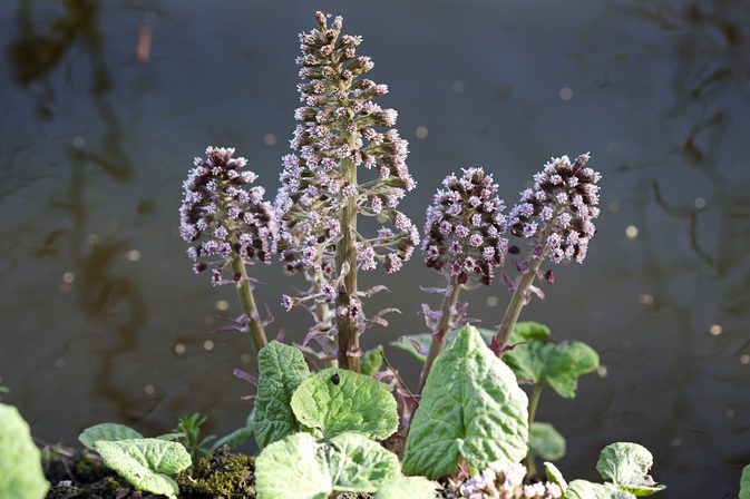 Petasita planta