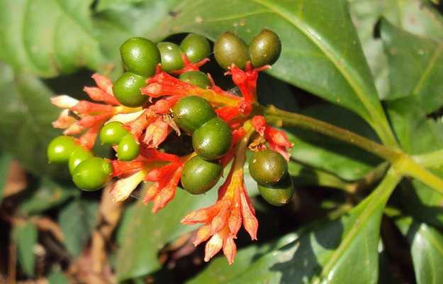 Rauwolfia Serpentina é bom para quê? para que serve, benefícios e malefícios