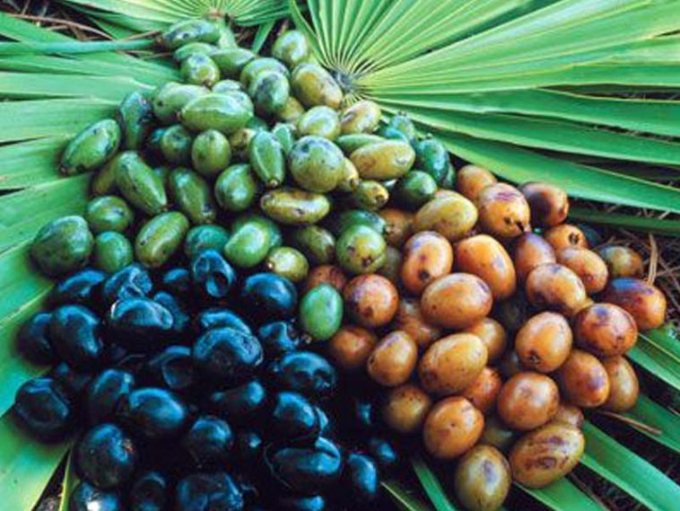 Saw Palmetto é bom para quê? para que serve, benefícios e malefícios Dr. Saúde