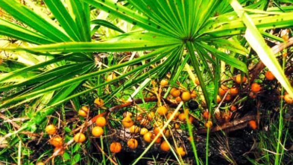 Saw Palmetto é bom para quê? para que serve, benefícios e malefícios