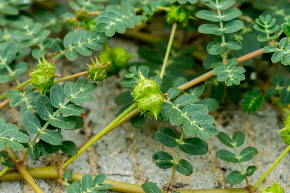 Tribulus Terrestris é bom para quê? para que serve, benefícios e malefícios