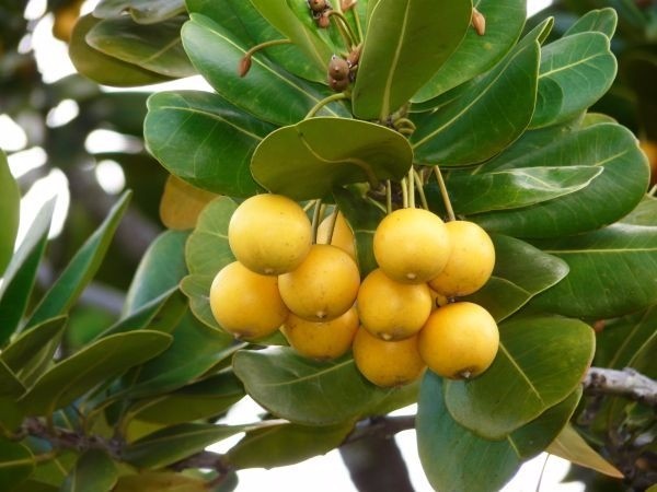 Abricó da Praia fruta: 10 benefícios, informação nutricional e malefícios