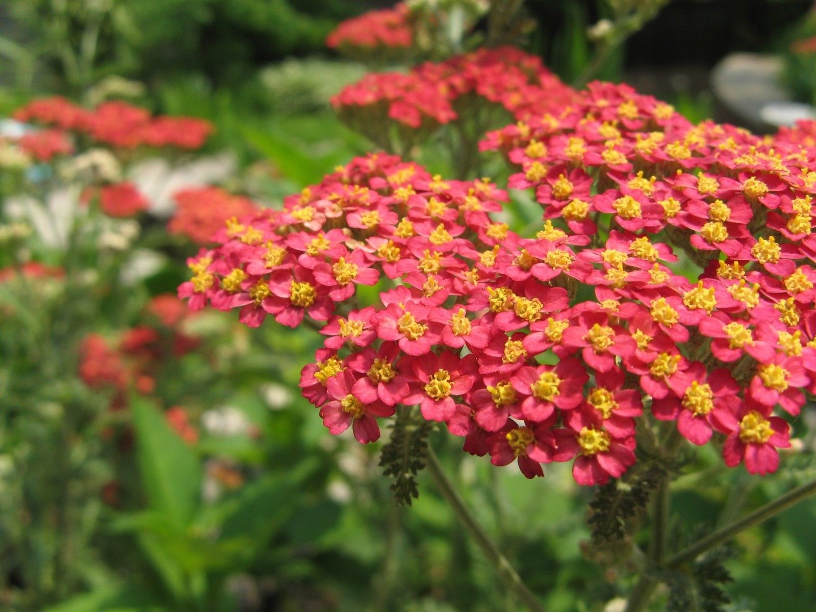 Achillea é bom para quê? para que serve, benefícios e malefícios