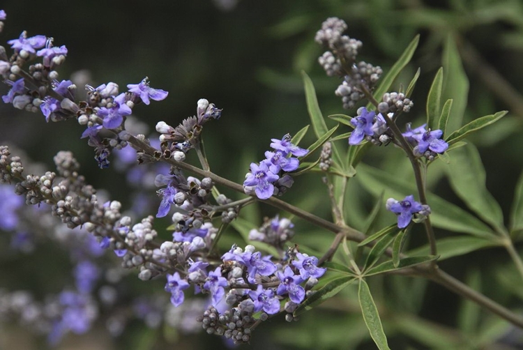 Agnus Castus é bom para quê? para que serve, benefícios e malefícios