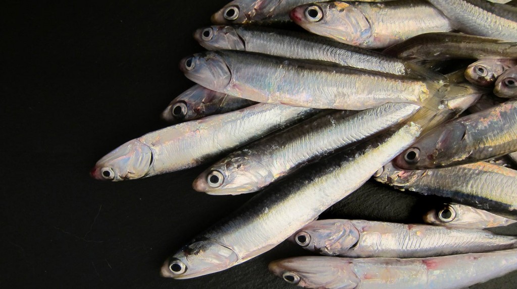 Anchova: 30 benefícios, informação nutricional e malefícios