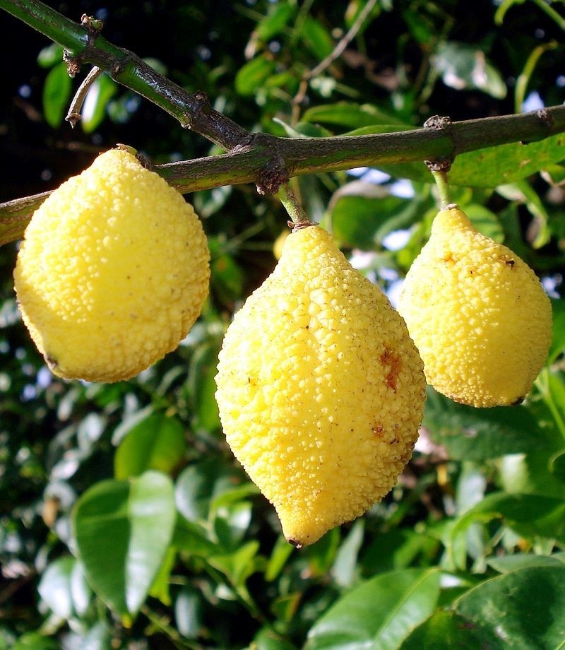 Bacupari da Mata fruto: 10 benefícios, informação nutricional e malefícios