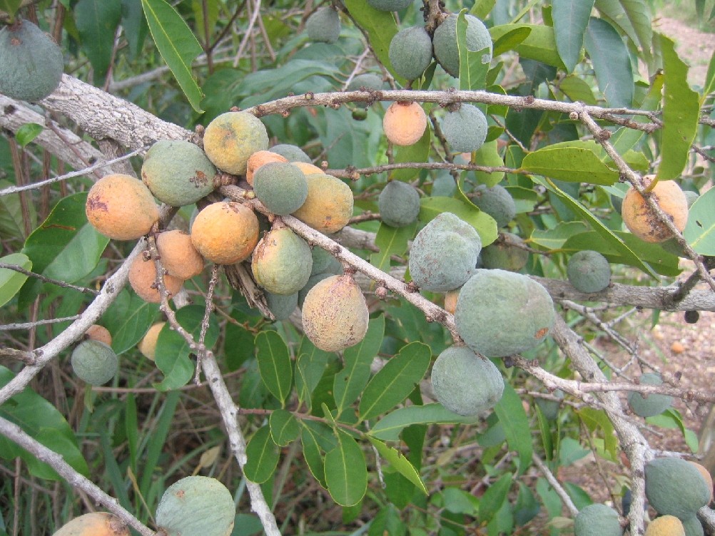 Bacupari do Cerrado fruta: 10 benefícios, informação nutricional e malefícios