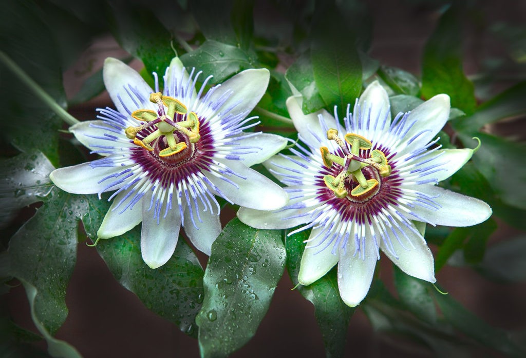 Passiflora é bom para quê? para que serve, benefícios e malefícios