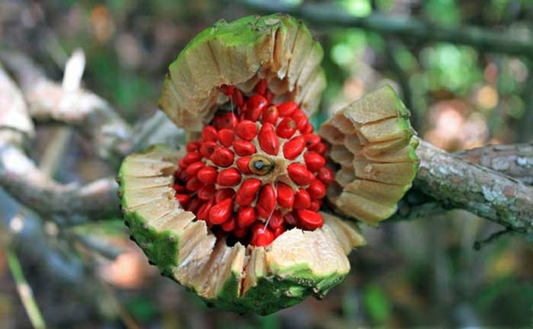 beneficio da pinha do brejo